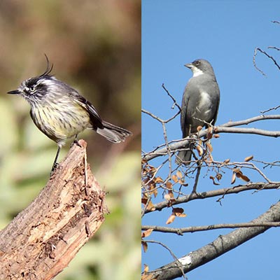 Aves de la precordillera